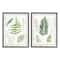Stupell Industries Antique Fern Study with Script Forest Greenery Framed Wall Art Set